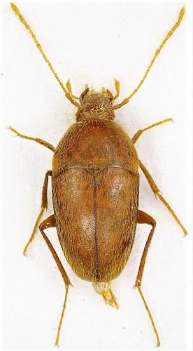 Réf. 330 988 : Neobathyscia antrorum fenzoi